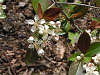 Aronia arbutifolia (fam Rosacees) (Am. du Nord) (4) (Photo F. Mrugala)
